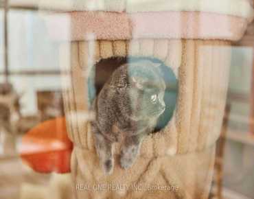 355 Pitfield Rd Agincourt South-Malvern West is zoned as Commercial with total area of 944 sqft